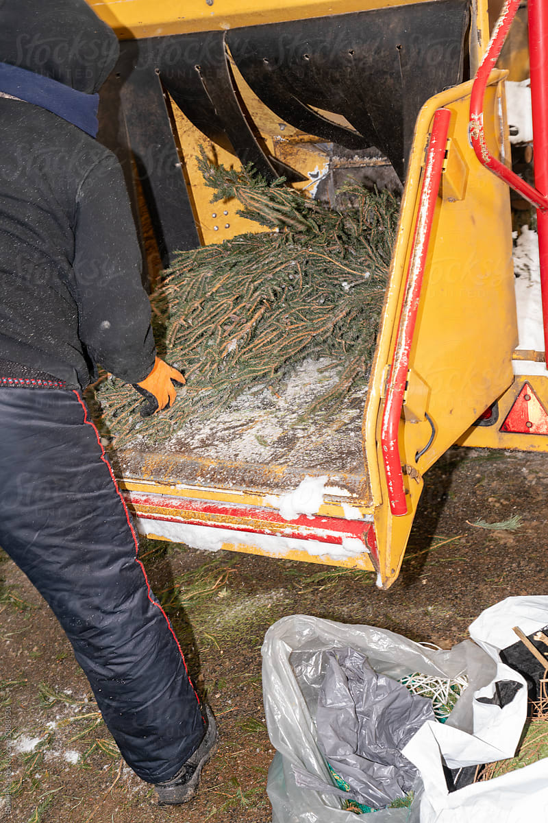 Christmas Tree Recycling with Brush Chipper