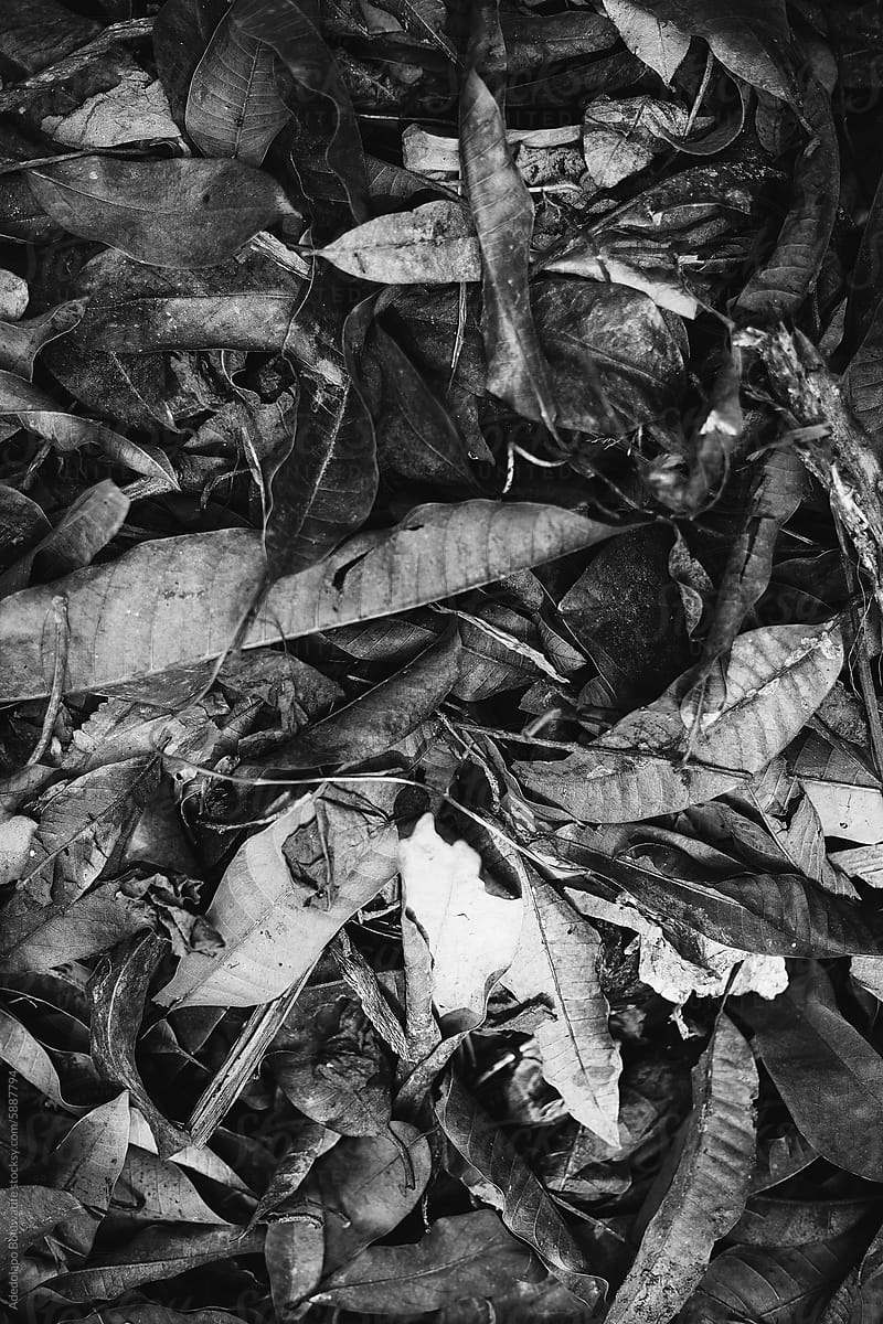 Black and white image of Dry dead leaves