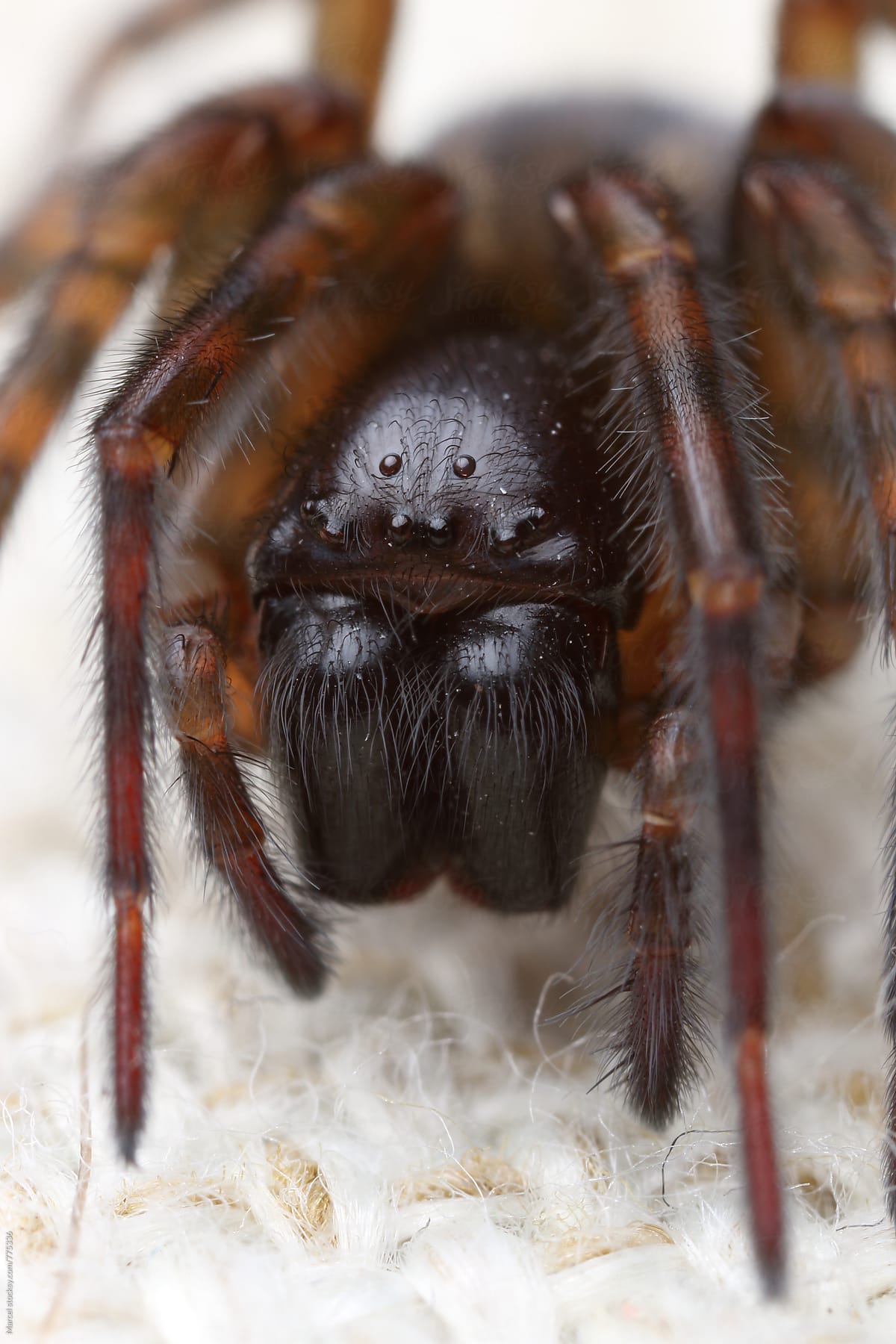 Scary hairy spider on a cushion