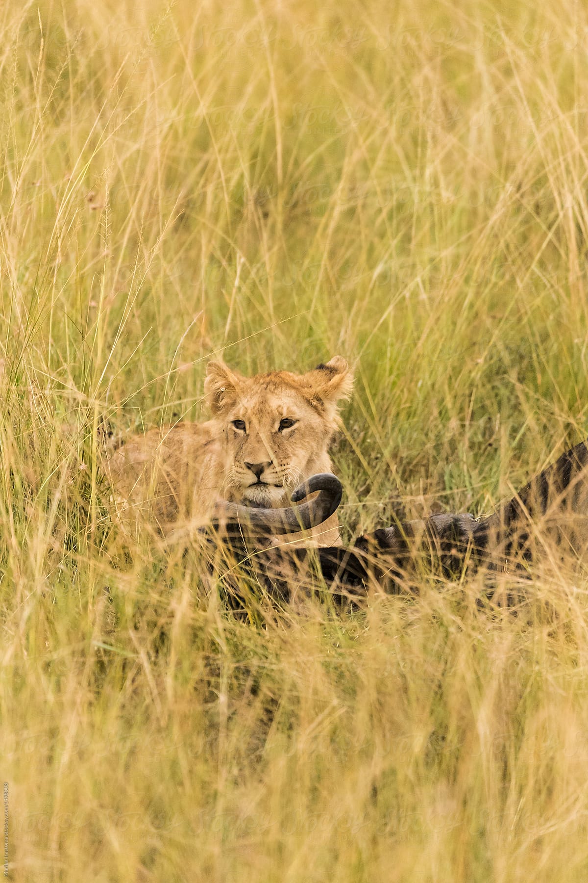 Little lion next to its prey in a golden field