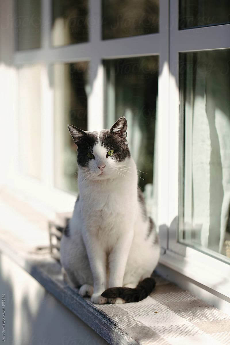 Handsome white and grey cat sitting on sunny windowsill and blinking to the camera