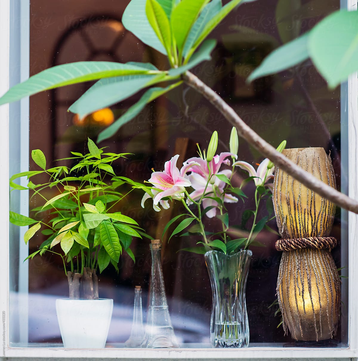 Pink lily in glass vase and money tree in white plantpot