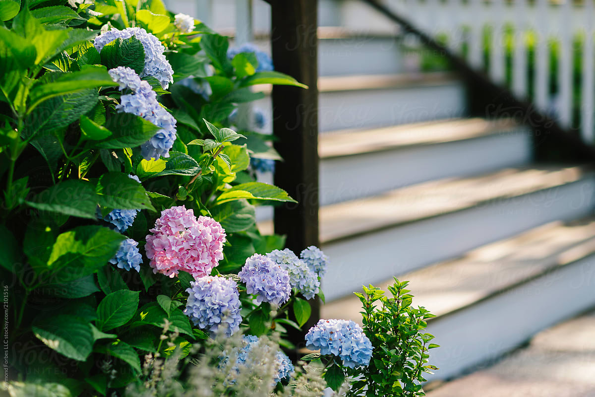 Stairway to porch at home with blue and pink Hydrangea