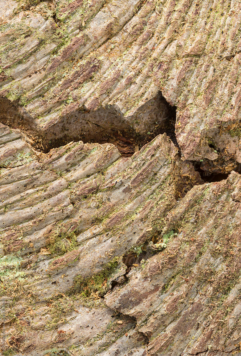 Tree bark textures