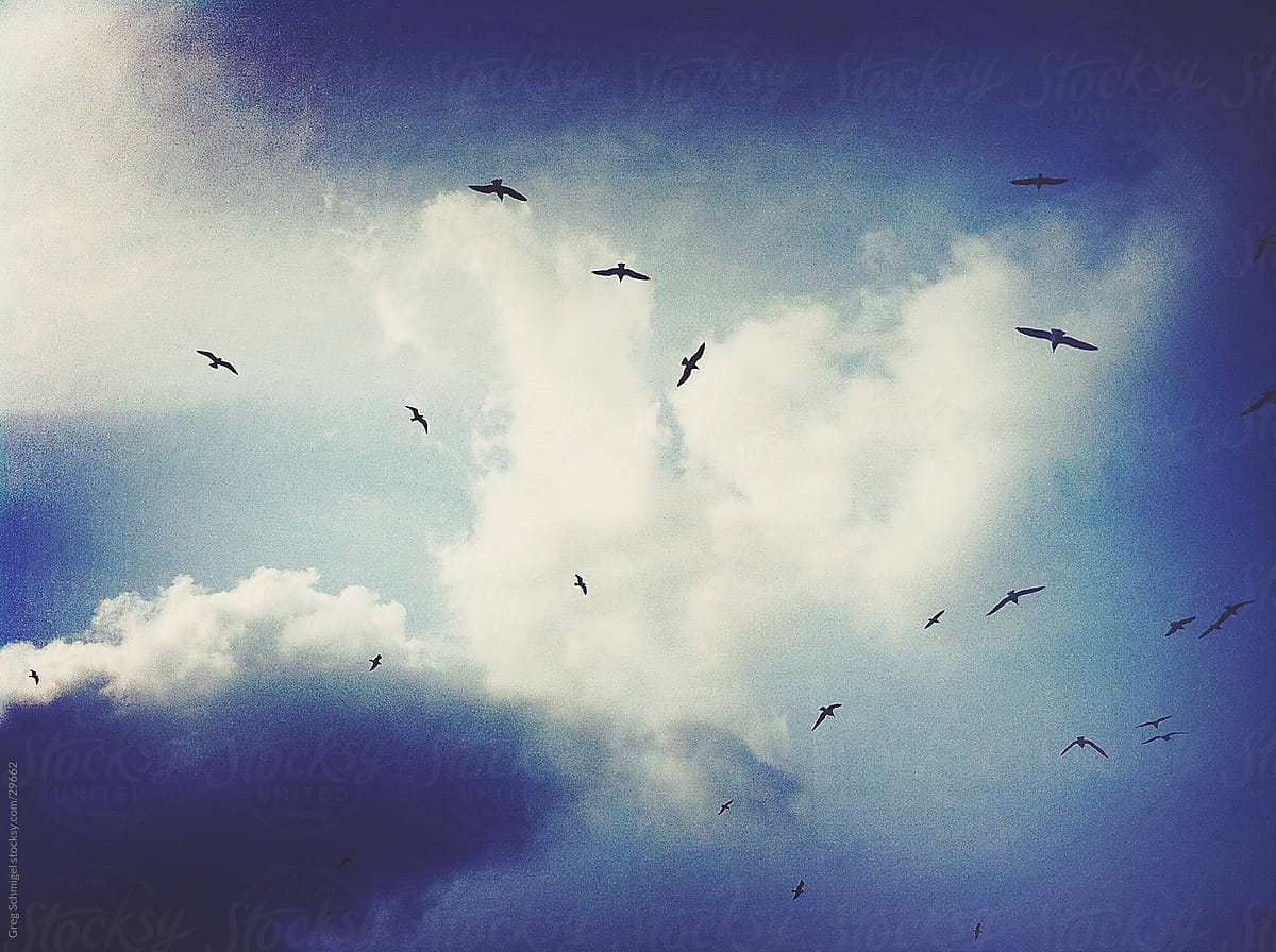 Birds, clouds and blue sky