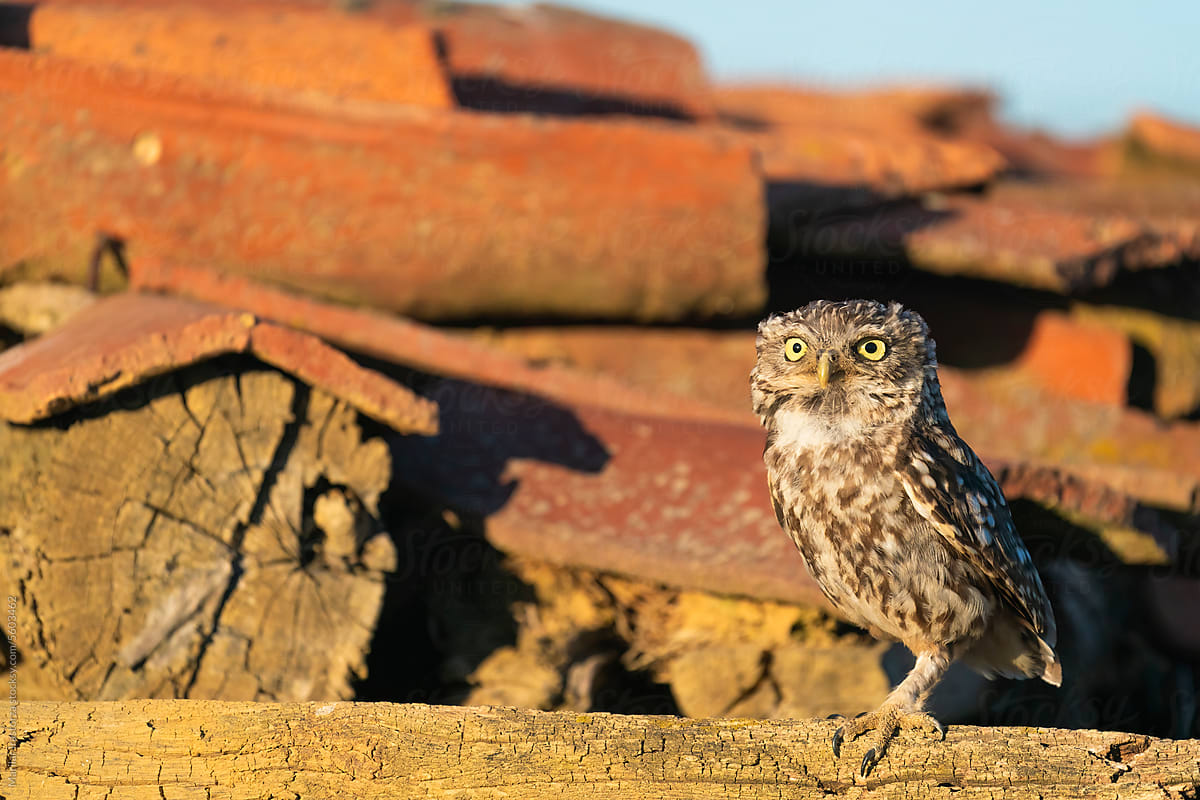 Little Owl Perched On A Rural Collapsed House