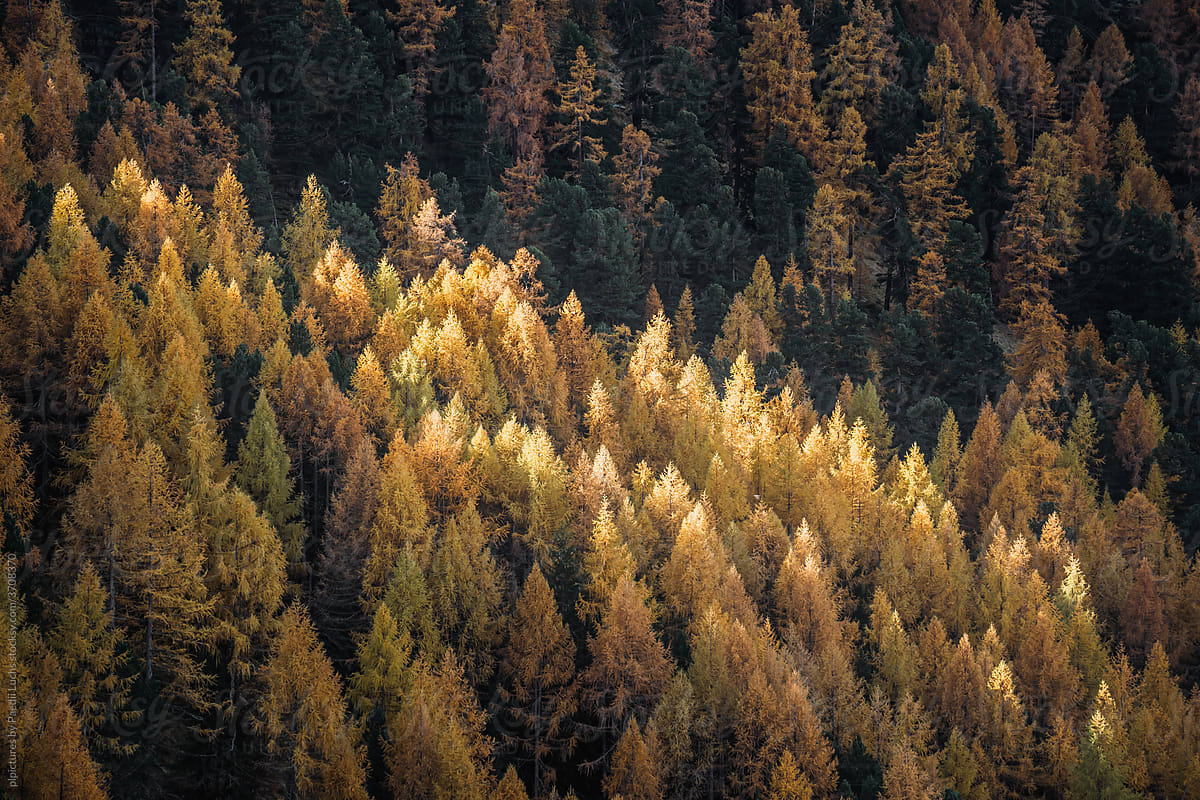 Golden larch forest in autumn / fall
