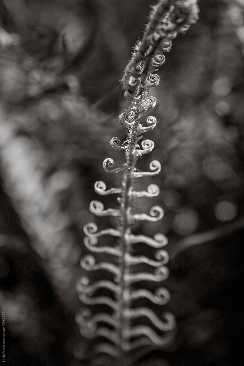 black and white fine art fern fronds