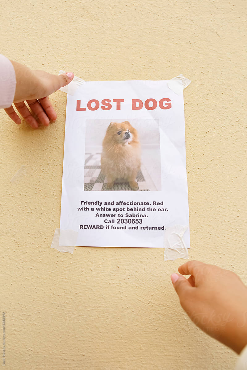 Crop woman attaching poster of missing dog on wall