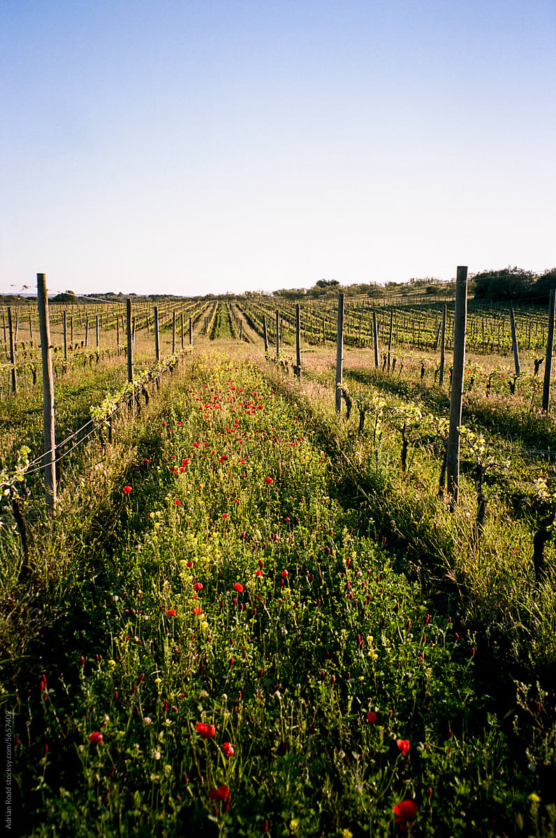 Vineyard Serenity: Captivating Portuguese Landscape