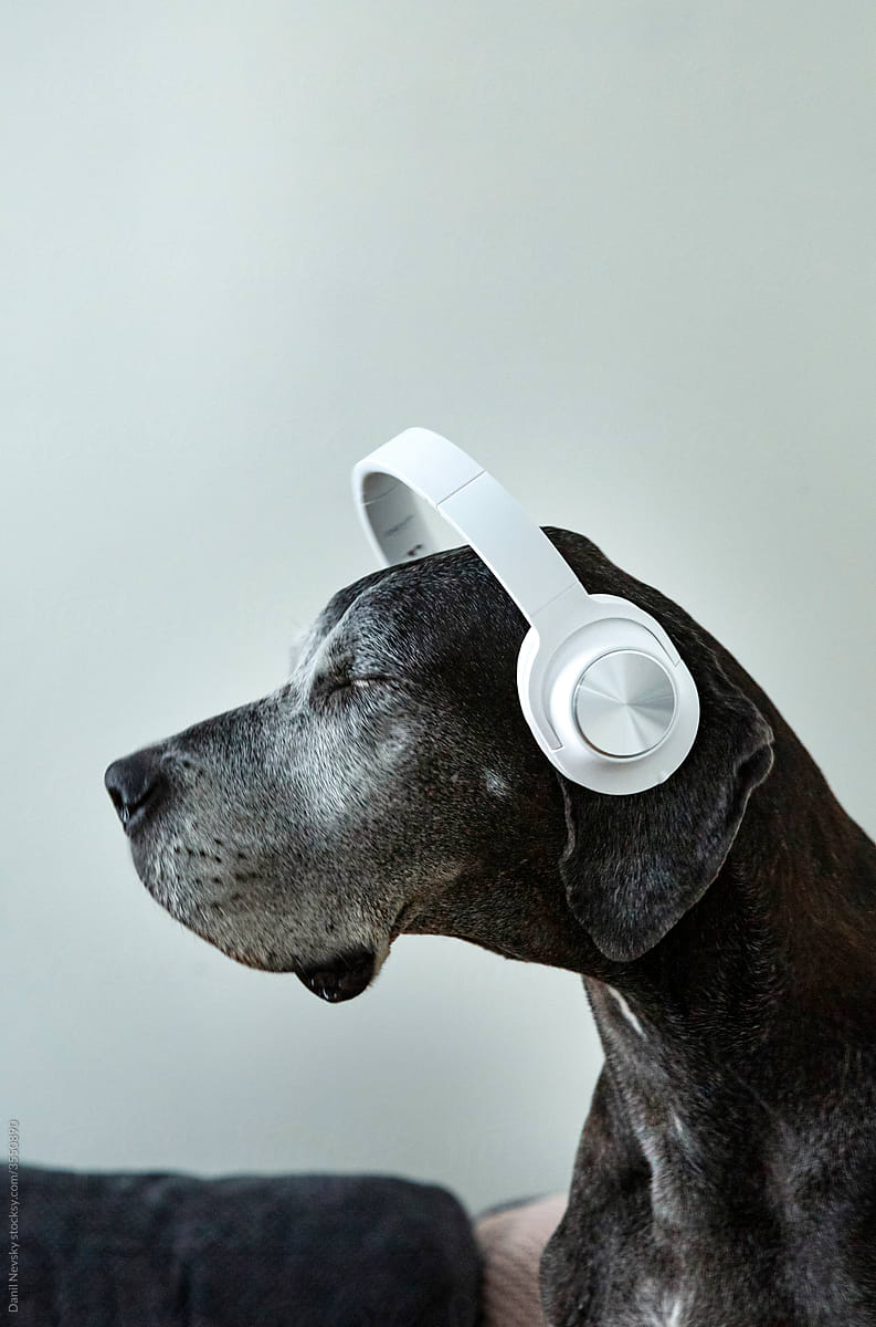 Dog listening to music in headphones