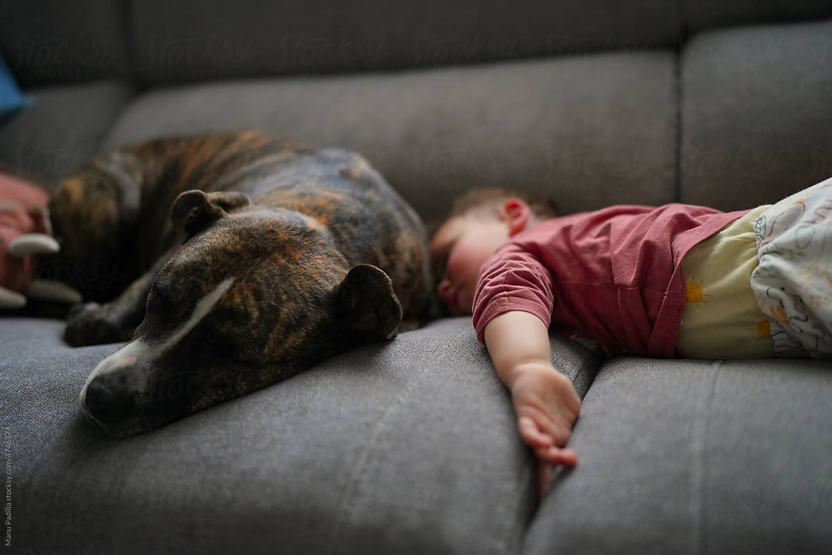Boy sleeping with dog on couch