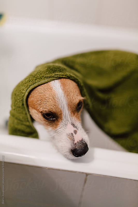 Dog standing in bathtub covered with towel after shower
