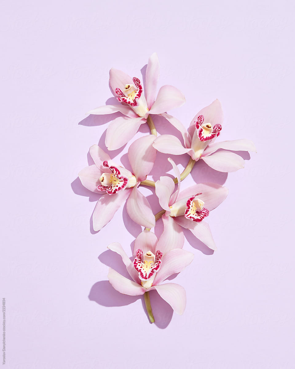 A branch of an exotic flower - a gently pink orchid on a pastel pink background. Flat lay