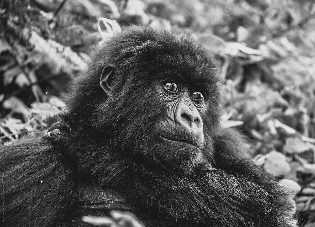 Black and white close up of a gorilla, National park, Rwanda, Afica