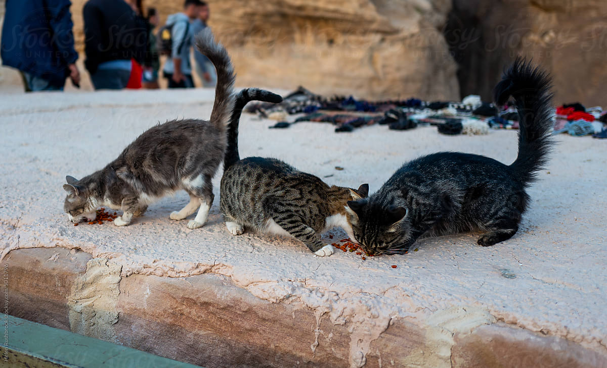 Stray cats that have been fed by a tourist