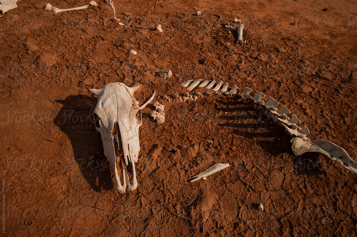 Skeleton of dead animal in desert