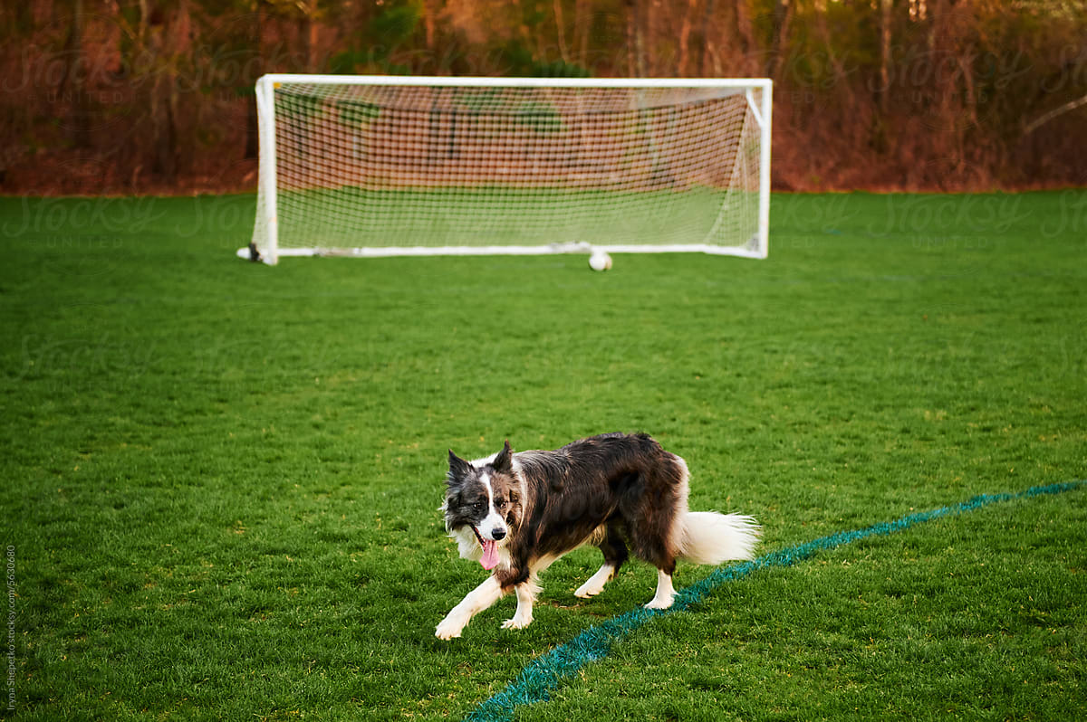 Soccer training dog alone on the field