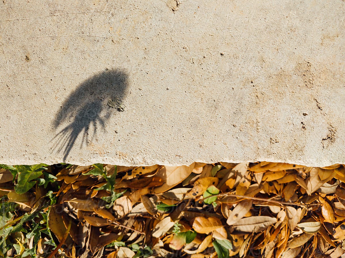 Shadow of Dandelion is Cast on Pathway in Park