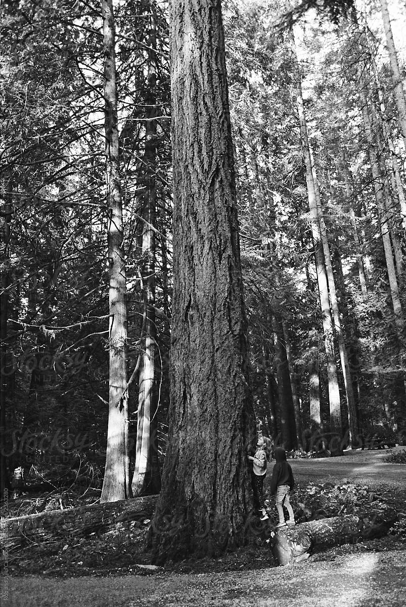 Kids and big tree