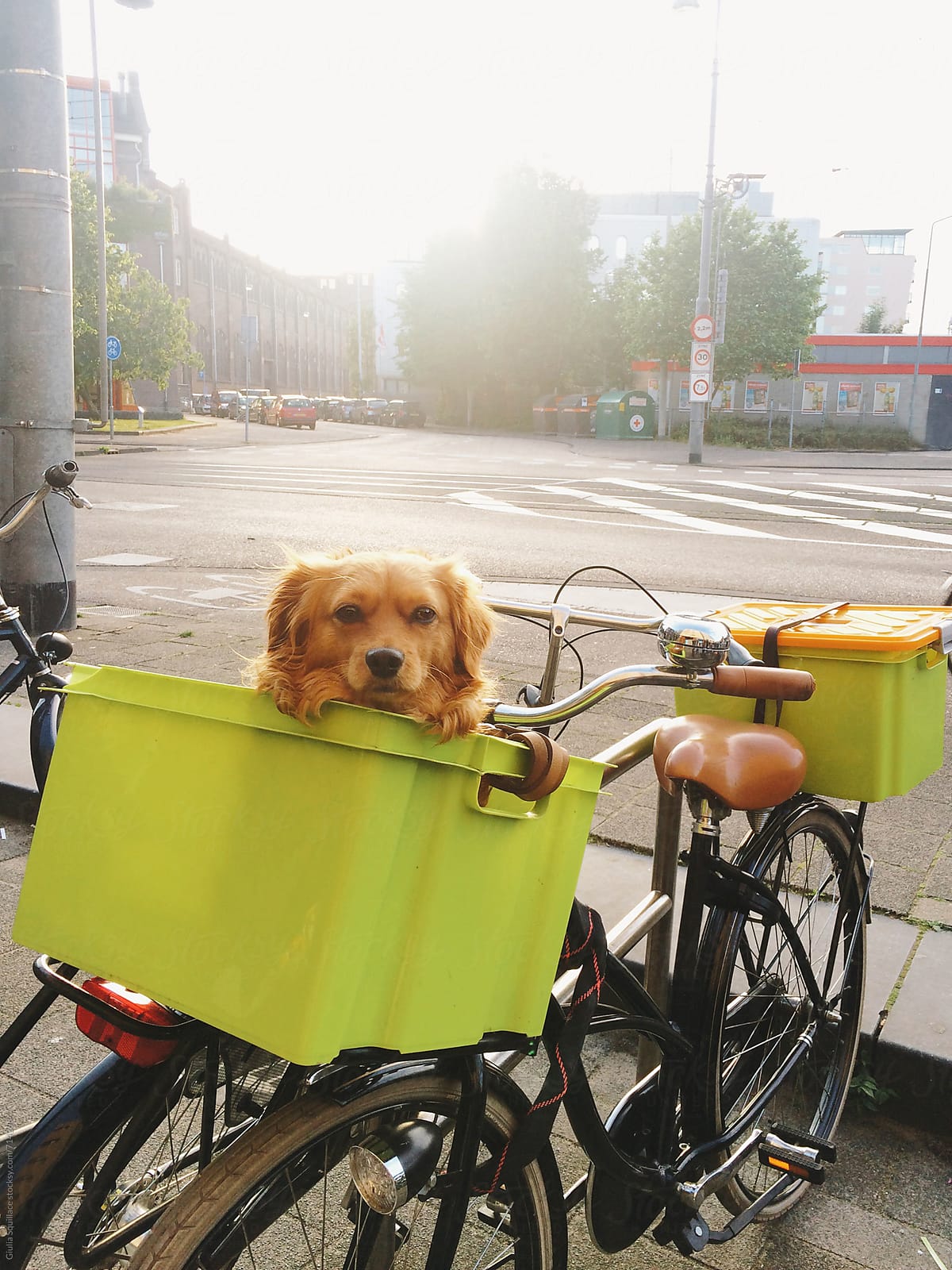 Dog sitting in the basket of a bike