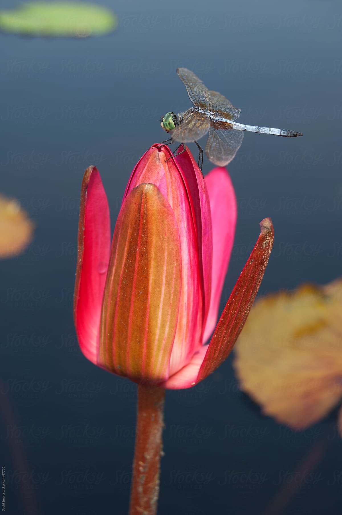 Blue Dasher dragonfly perched on a waterlily bud