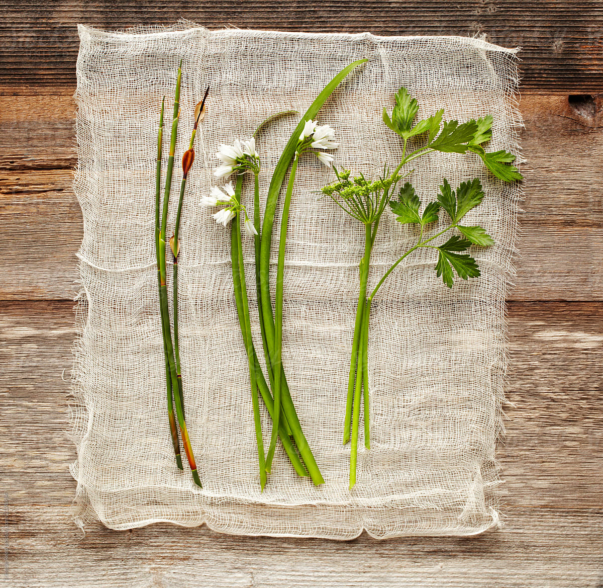 Still Life of herbs on gauze