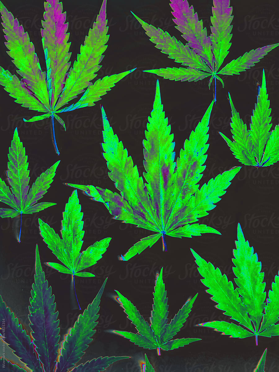 Vibrant green, colorful marijuana, cannabis leafs background