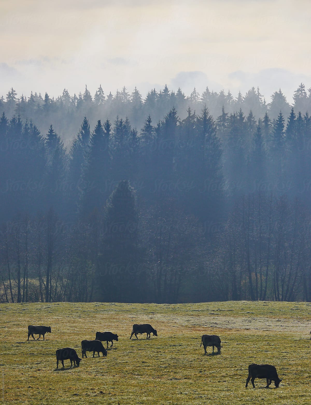 Cows grazing in a misty winter pasture