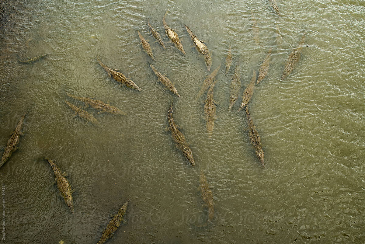 family of crocodiles seen from above waiting for food in a river