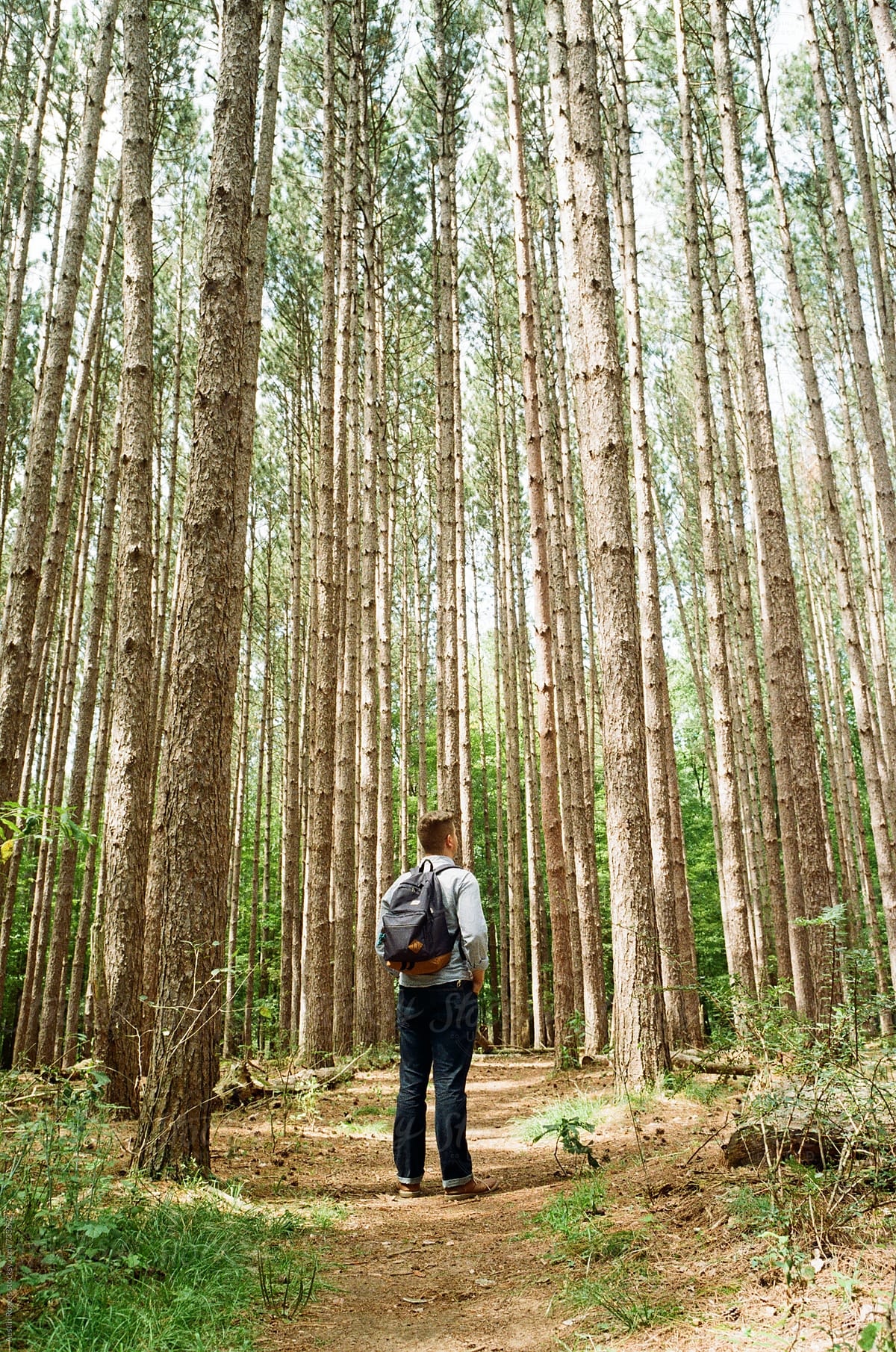 Young Man Standing in Dense Tall Pine Tree Forest