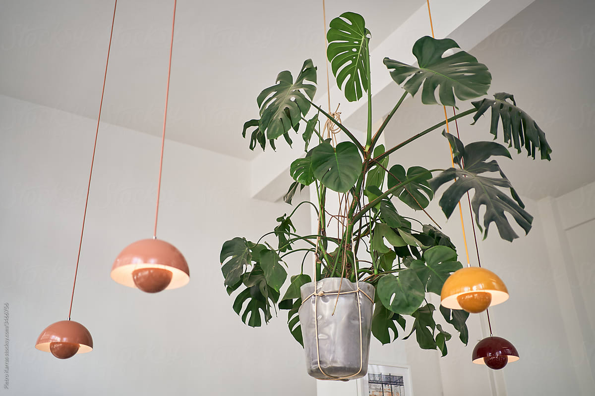 Potted plant and lamps hanging on ceiling