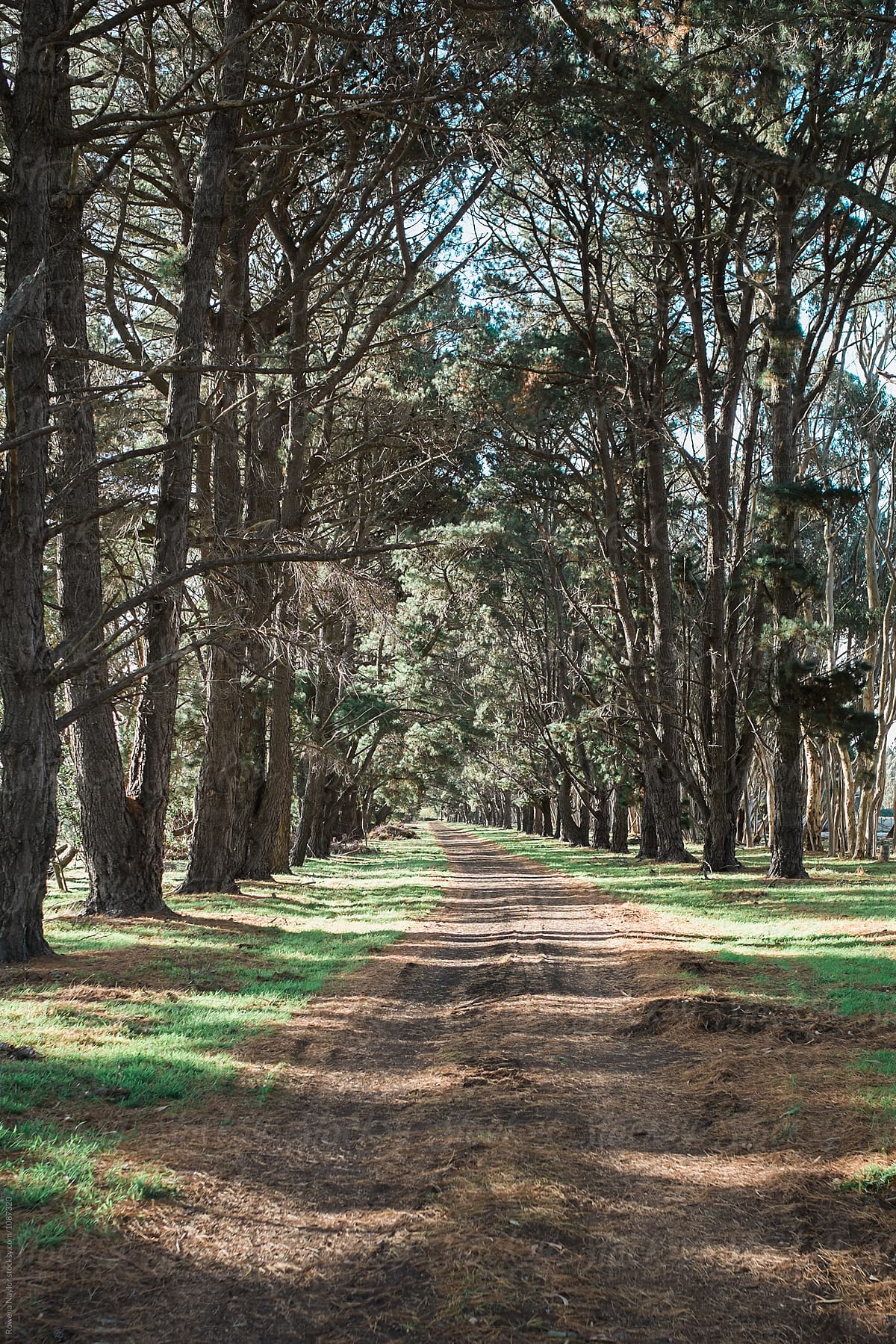 Beautiful Natural Country Driveway of Homestead