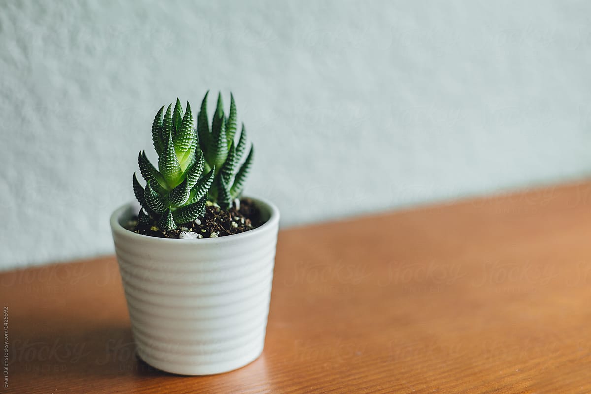 Small Succulent Plant On Counter