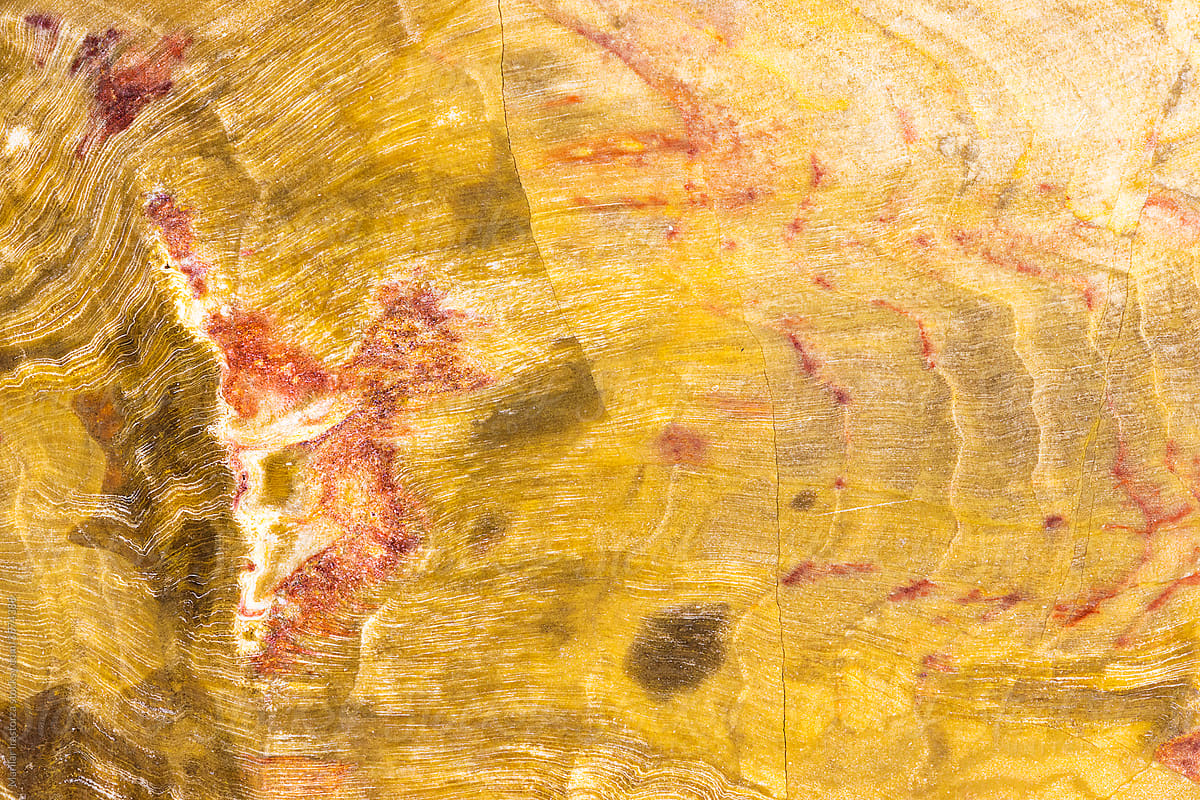Patterns of A Petrified Wood (Conifer) Slab From Australia