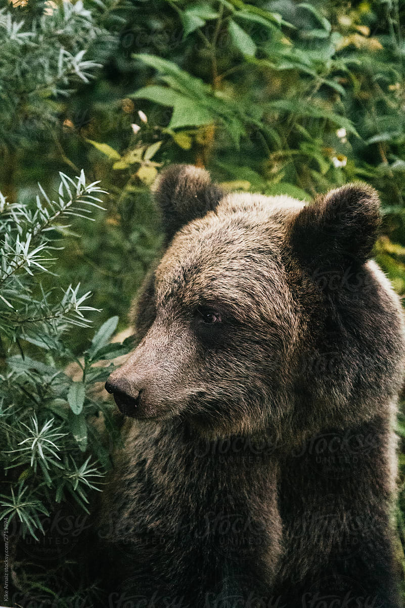 Brown bear face close up and grass and trees background