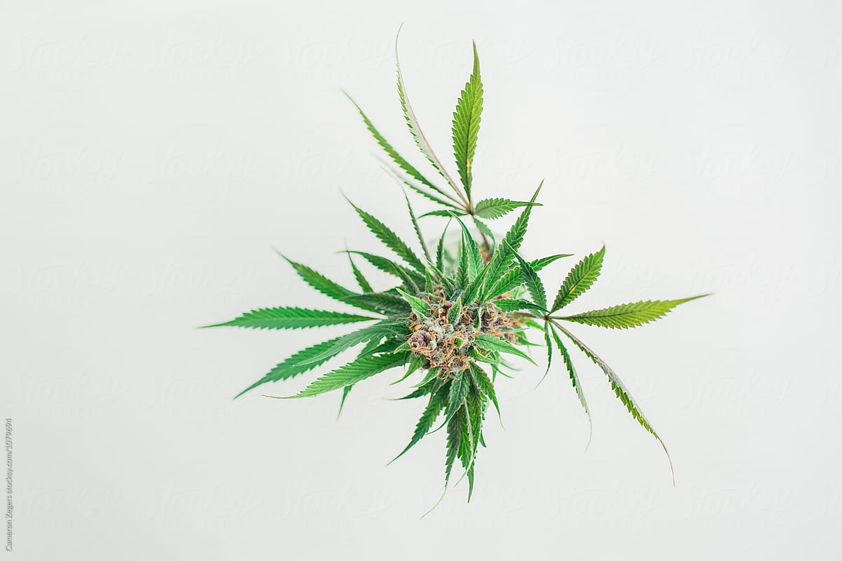 marijuana plant cutting from above