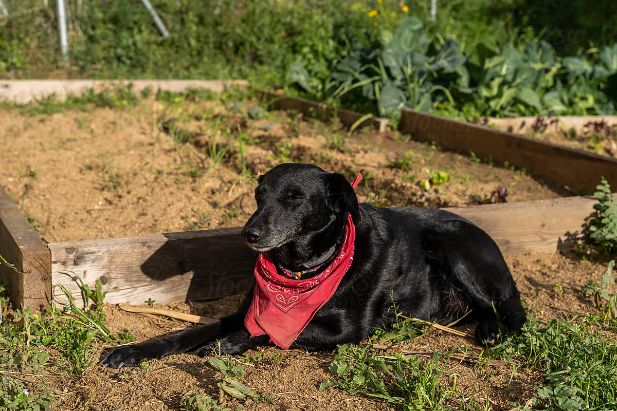 Portrait of cute dog laying down outdoors on veggie garden