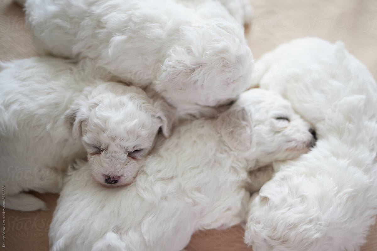 Group of little puppies sleeping