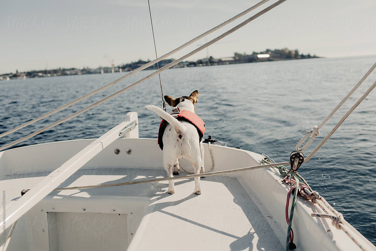 Dog Sailing with life jacket