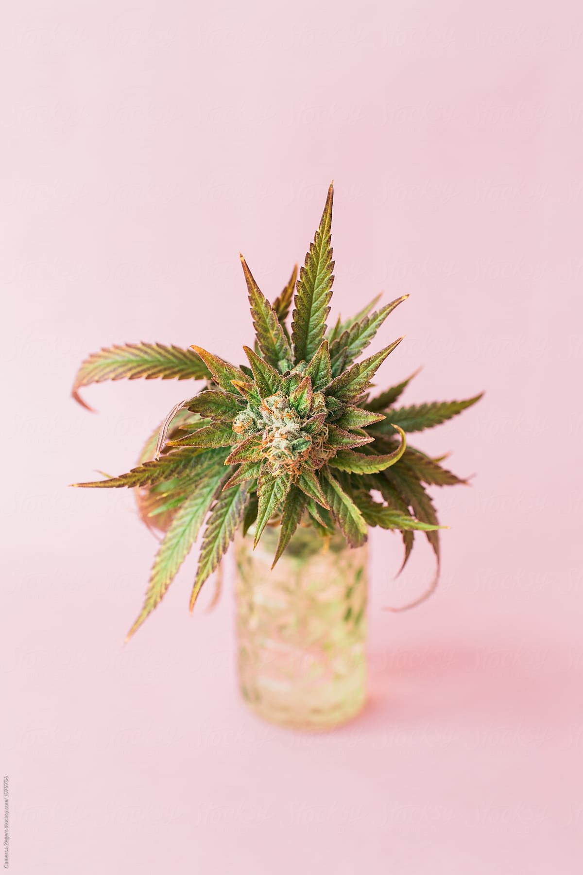 marijuana plant cutting in jar on pastel pink background
