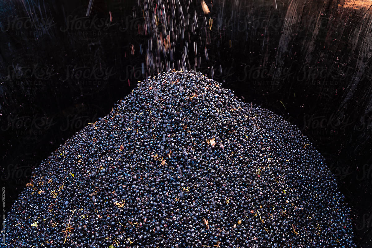 Freshly picked grapes in a wooden vat