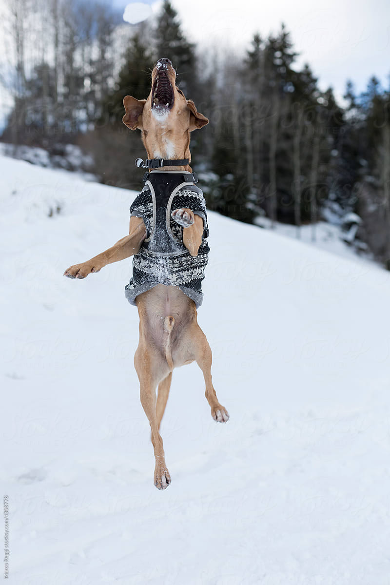 dog jump on the snow