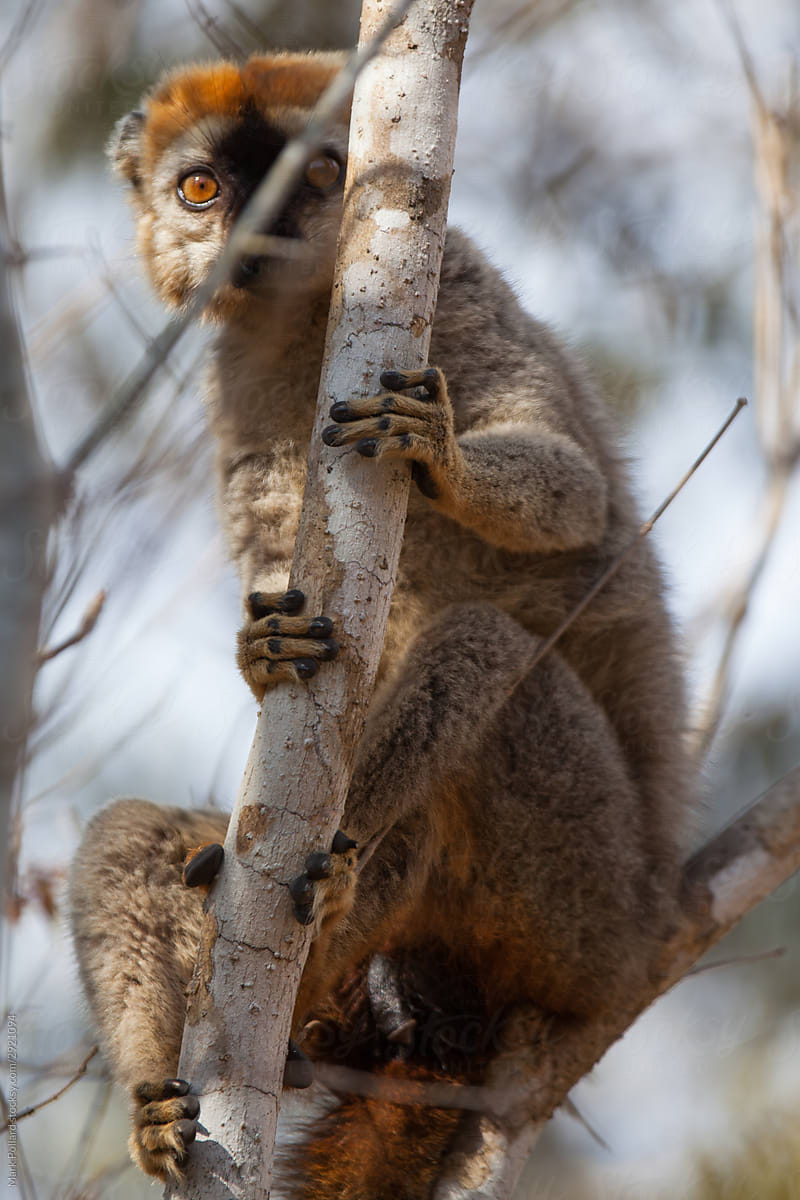 A Lemur Peeks out from a Tree