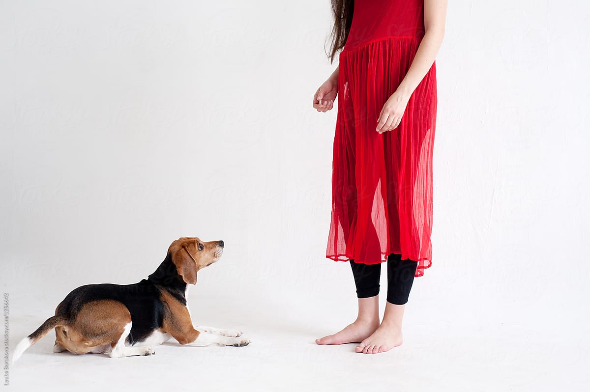 Pregnant woman with a beagle