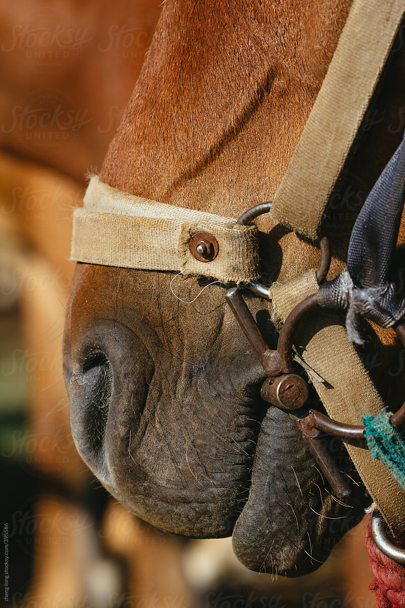 close up of horses' mouth