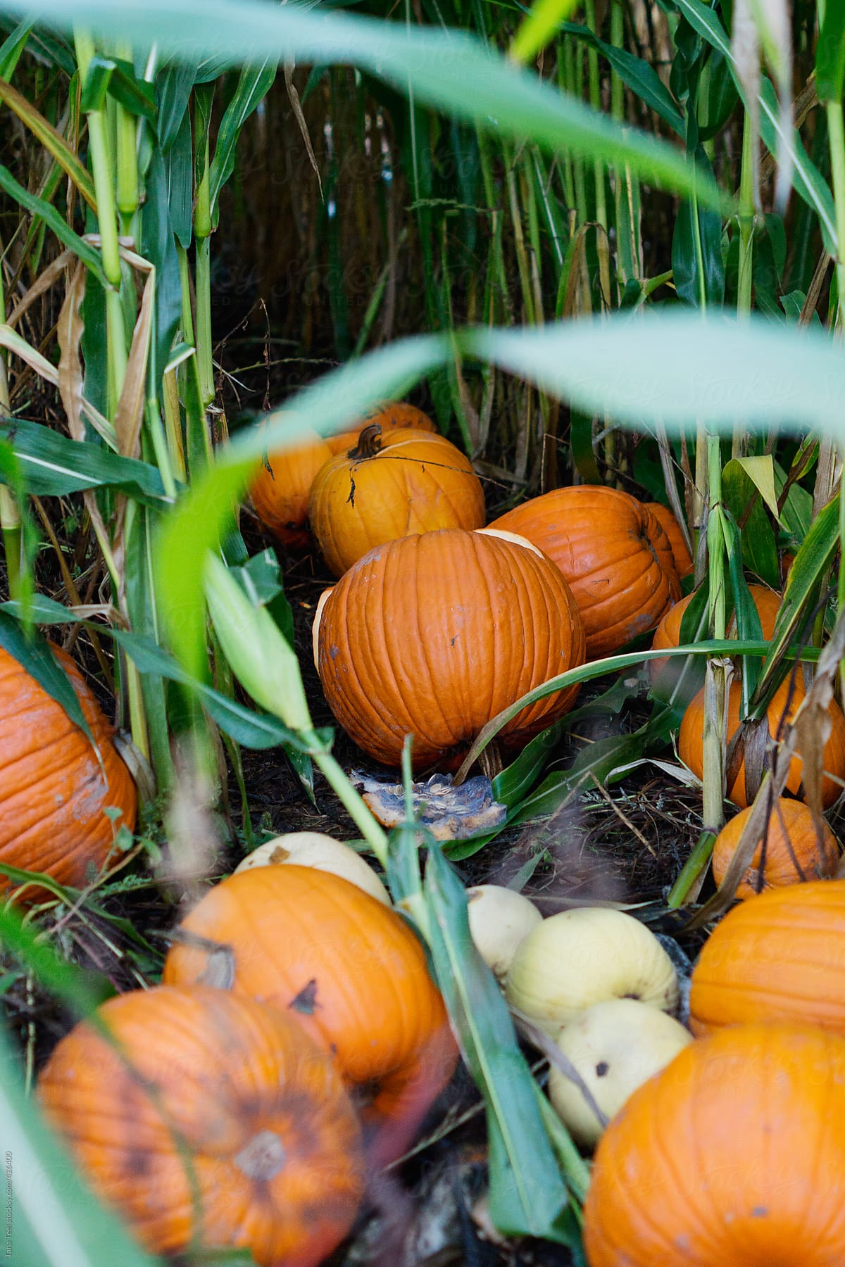 Pumpkins gathered together among corn in a corn field