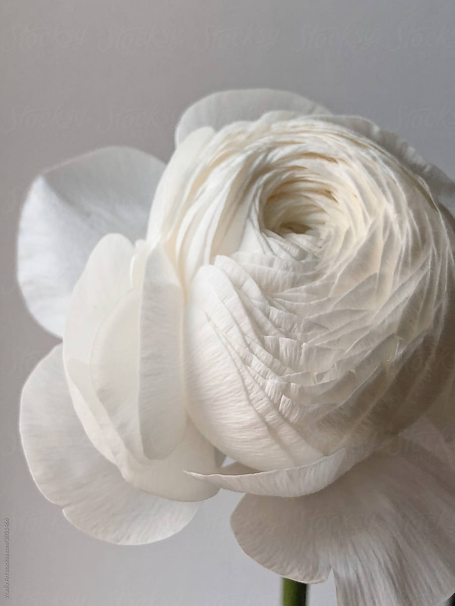 Gentle white flower bud