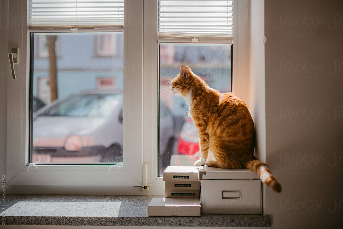 Cute red cat resting on window sill enjoying sunbeams in office