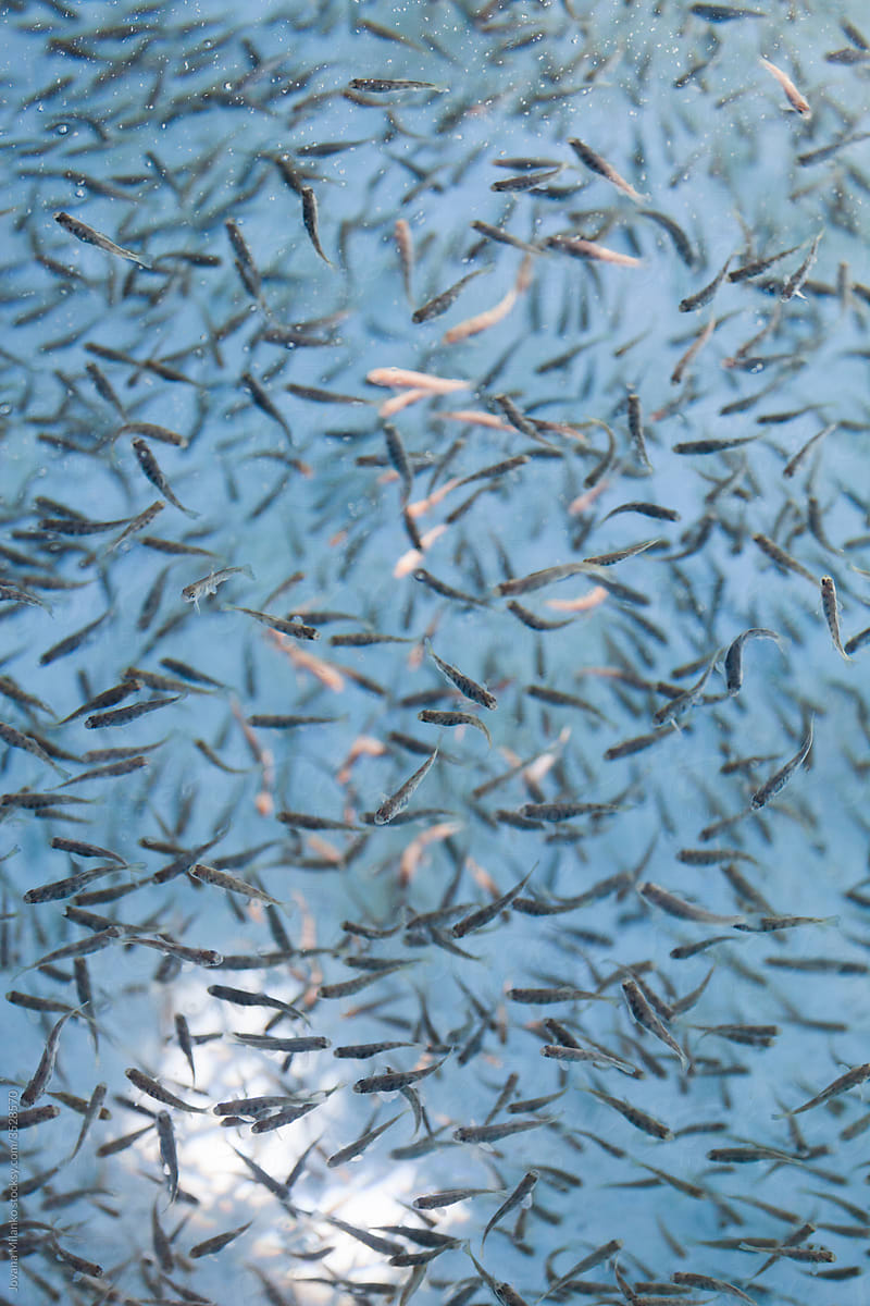 Many Juvenile Trout Fish in Hatchery